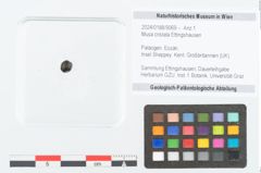 Foto (Objekt + Etikett) von Musa cristata Ettingshausen (NHMW-GEO-2024-0188-9069)